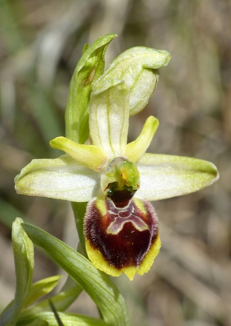 Ophrys precoci nellAbruzzo sud orientale 2022